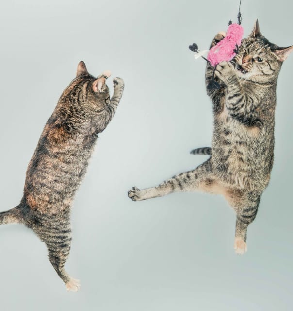 Rimi Mājdzīvniekiem - Kāpēc kaķi krīt uz četrām kājām?