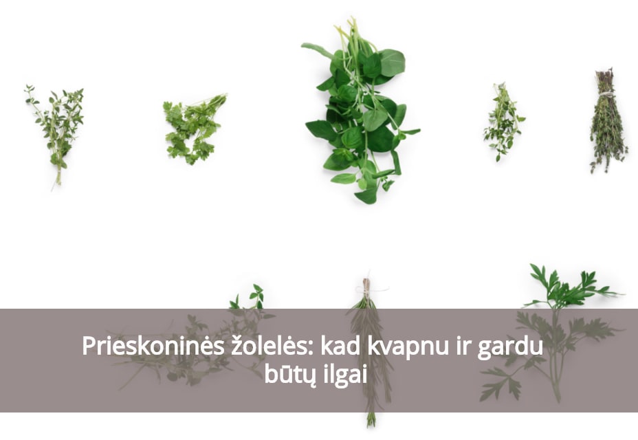 Prieskoninės žolelės: kad kvapnu ir gardu būtų ilgai