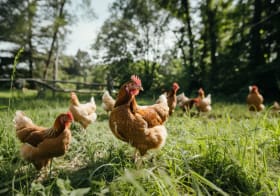 Rimi progress towards becoming cage-free eggs retailer