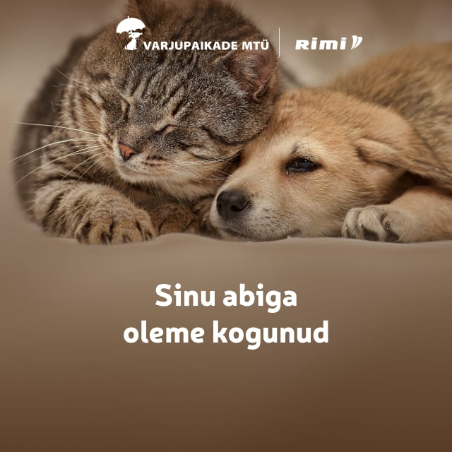 Varjupaikadele kogutud