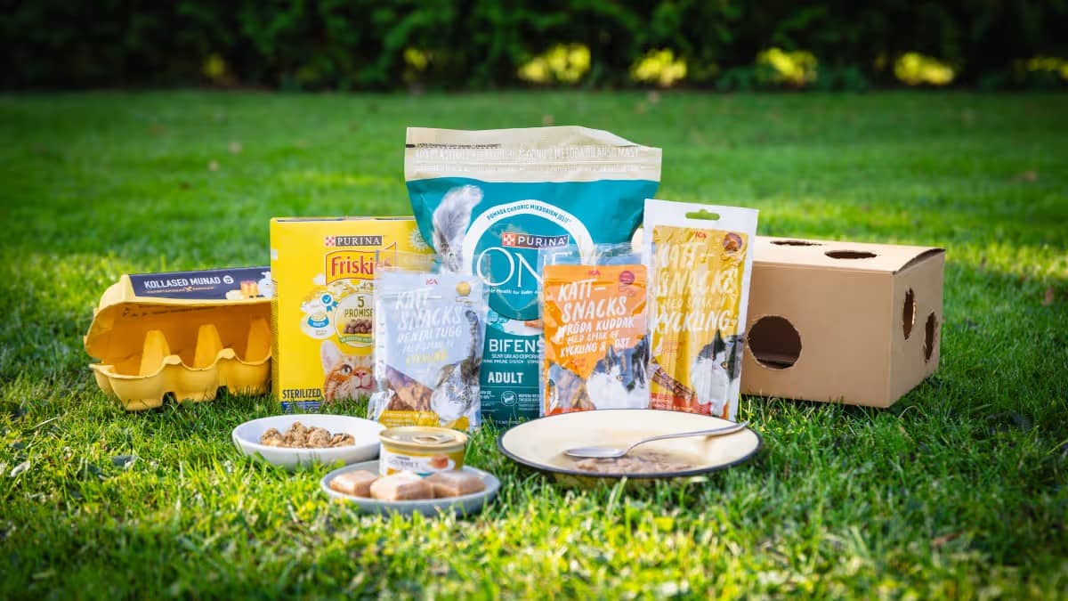 Kuidas rikastada kassi elu?