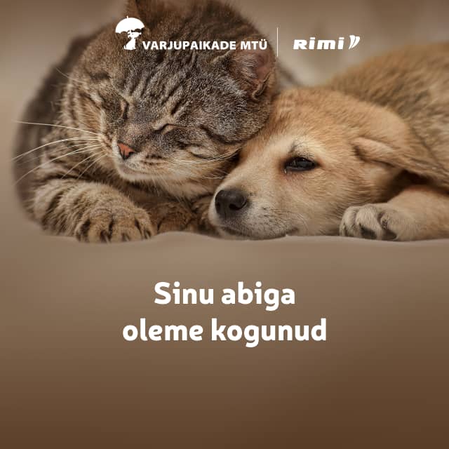 Varjupaikadele kogutud