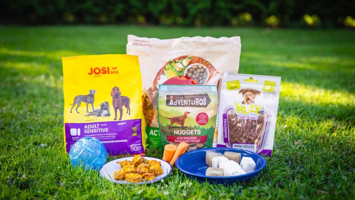 Kuidas rikastada koera elu?